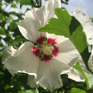 Meet your Posher, Meadow